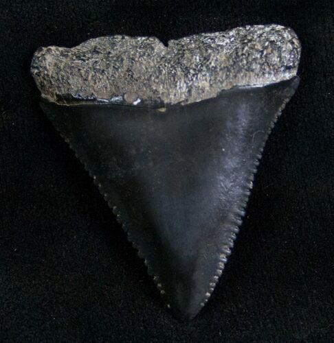 Fossil Great White Shark Tooth - #7299